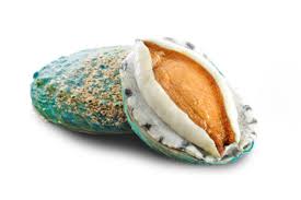 australia green abalone